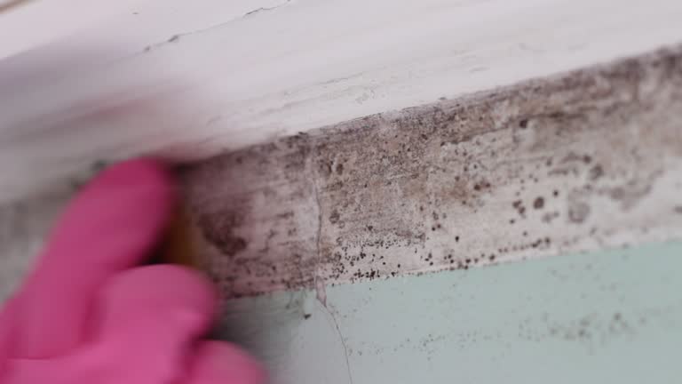 Professional Mold Removal in Bartlett, TN